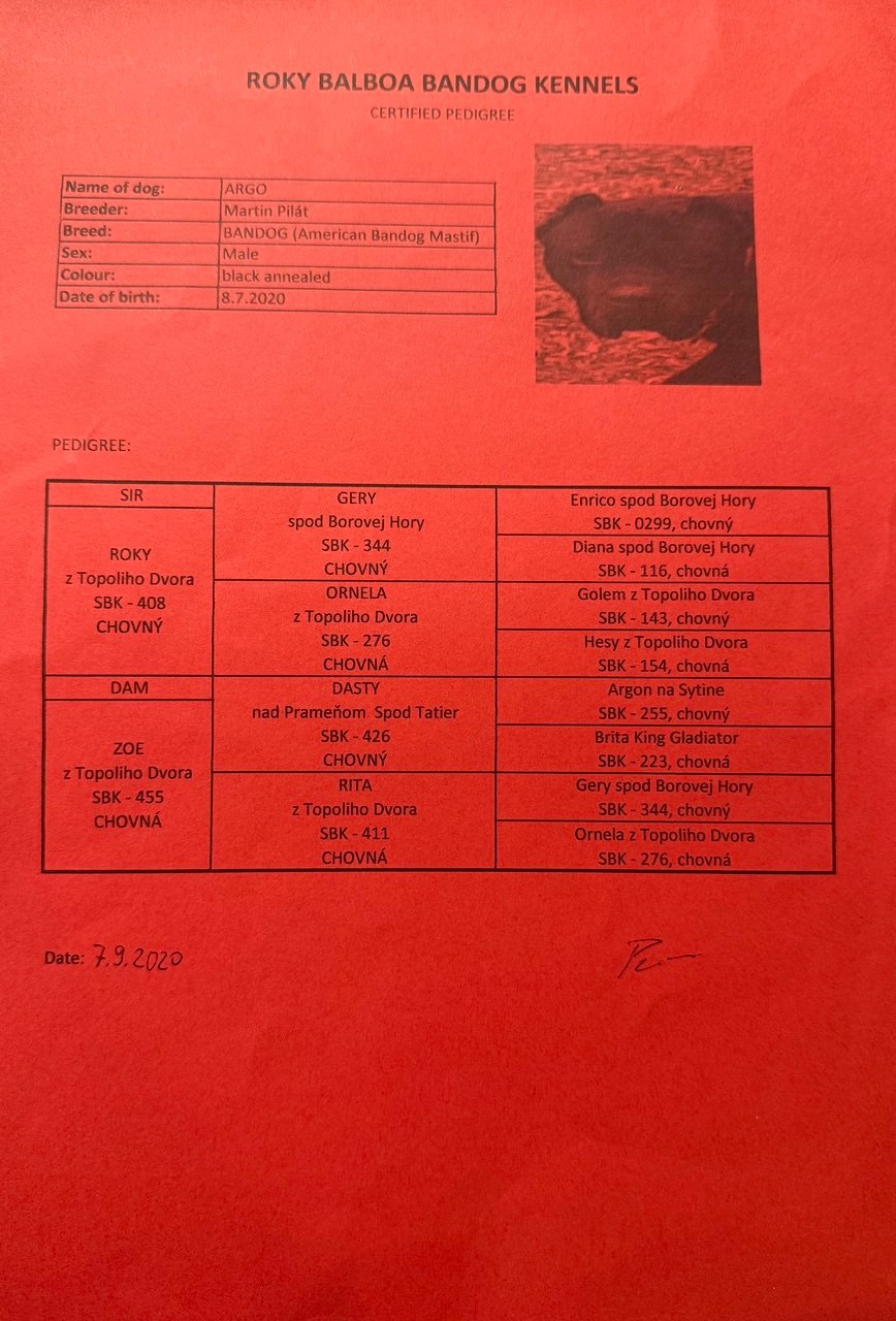 Szczeniaki Bandogi s rodokmenom VIP BANDOG KENNELS - 12