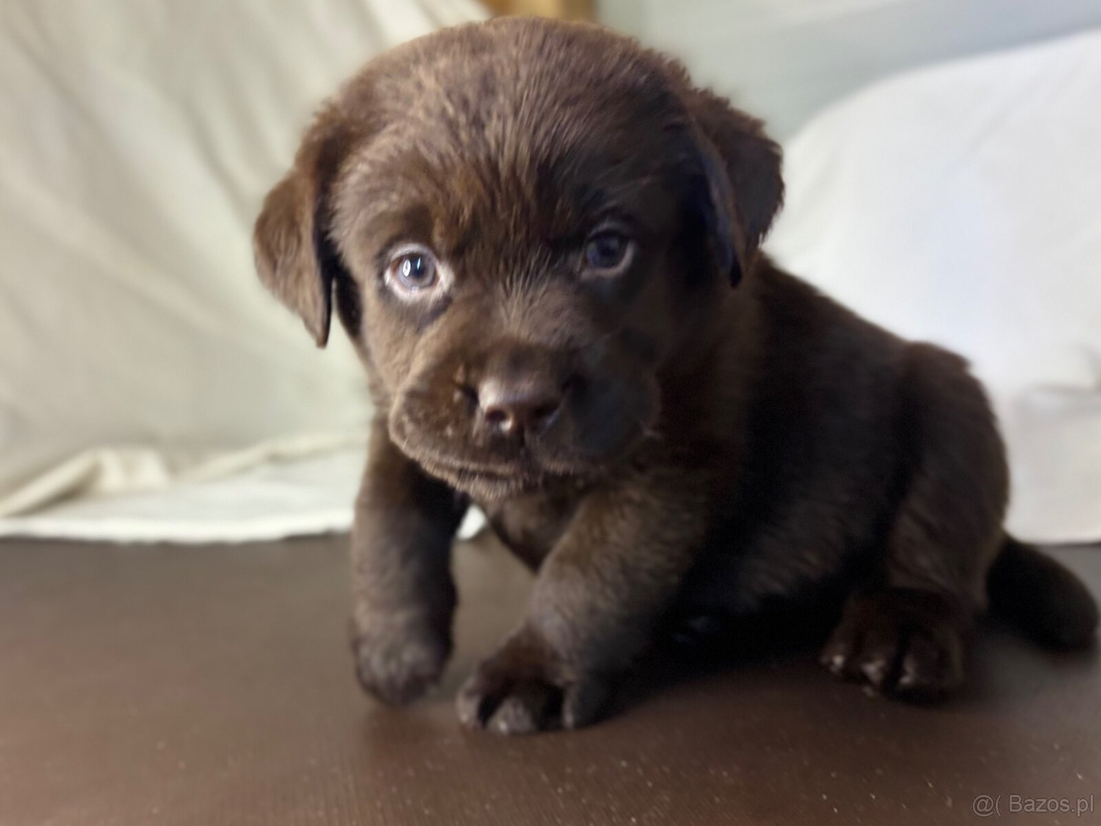 Labrador czekoladowy szczenię - 12