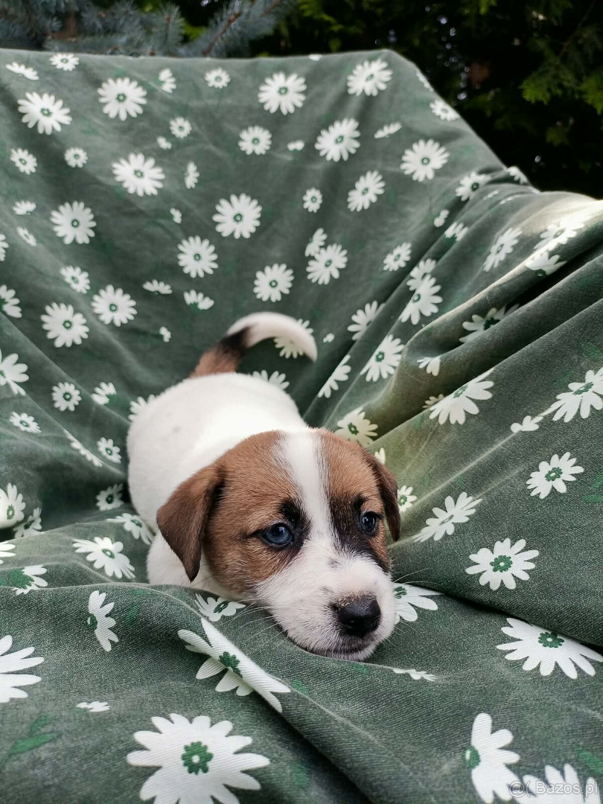Jack Russell terrier JRT rodzice FCI - 12
