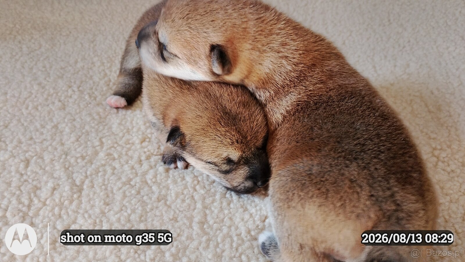 Dwoje szczeniąt Shiba Inu ur.07.08.2026r. - 12