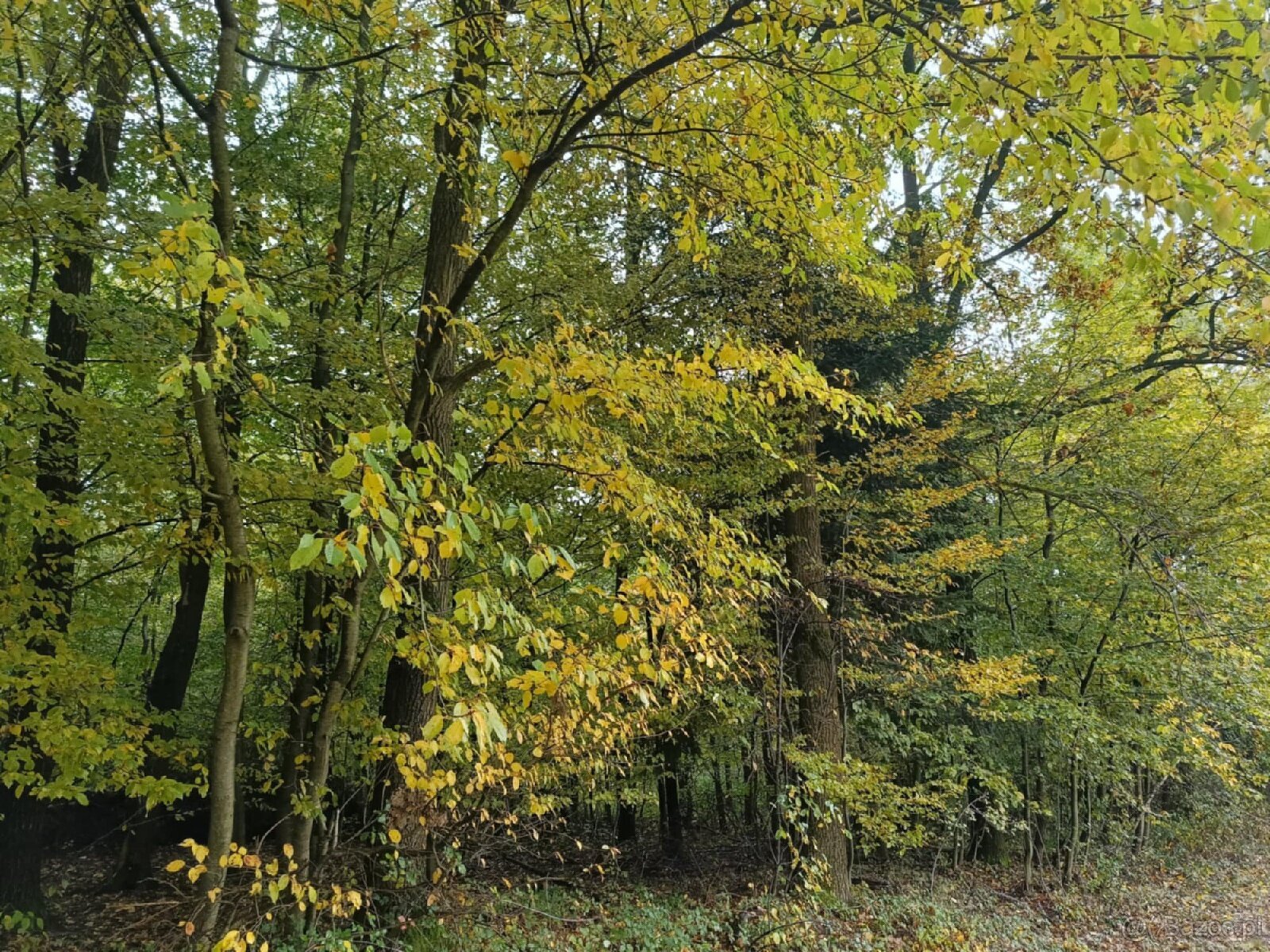 Lipnica Dolna - 7 hektarów 33 ary - 12