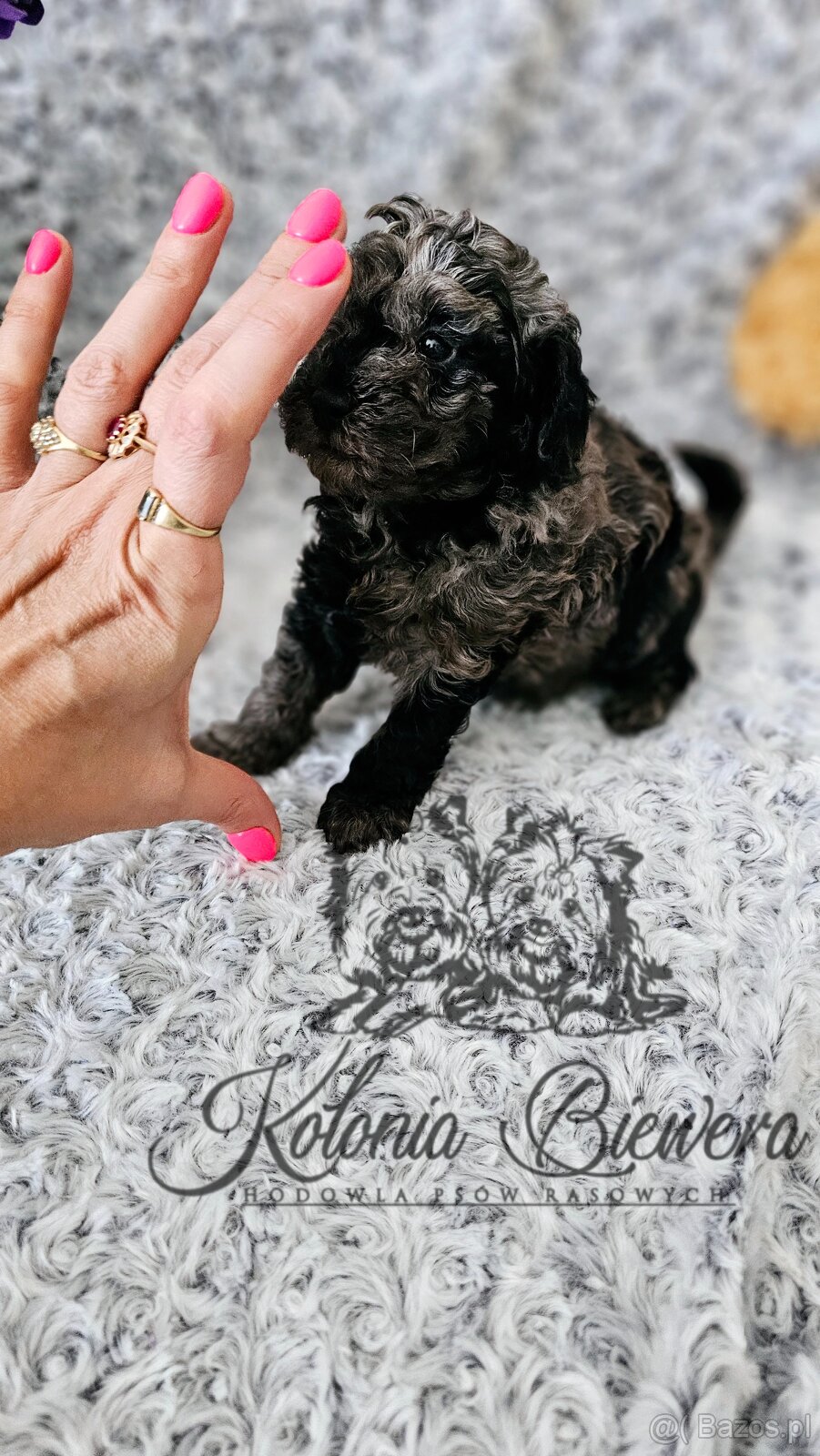 Pudel Toy/Miniaturowy Blue Merle adania Genetyczne Paszport - 12