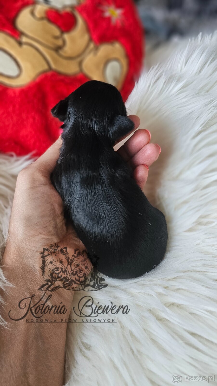 Yorkshire Terrier Czarno-złoty pessiei sunia PASZPORT - 12