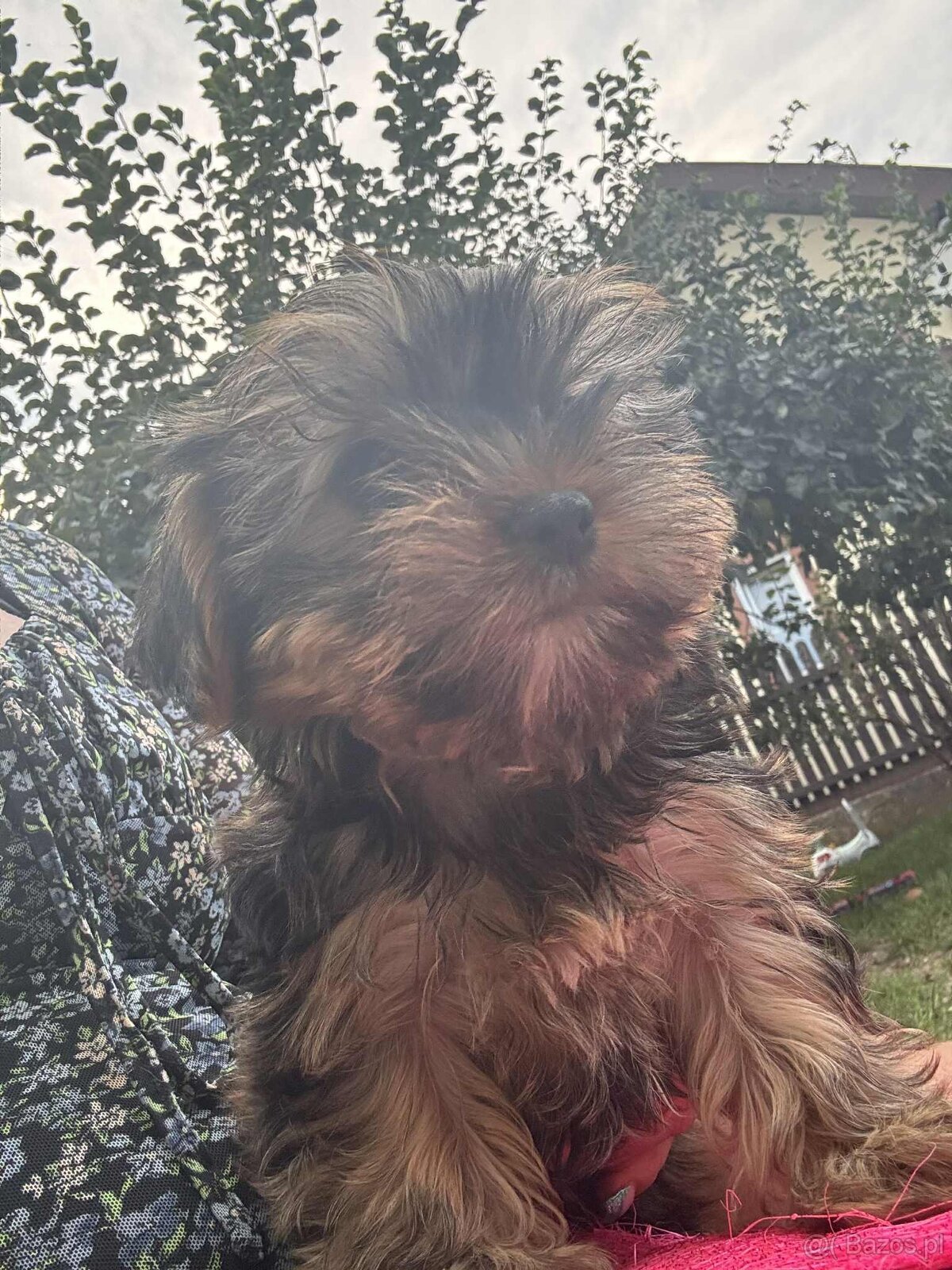 York terier średni - 12