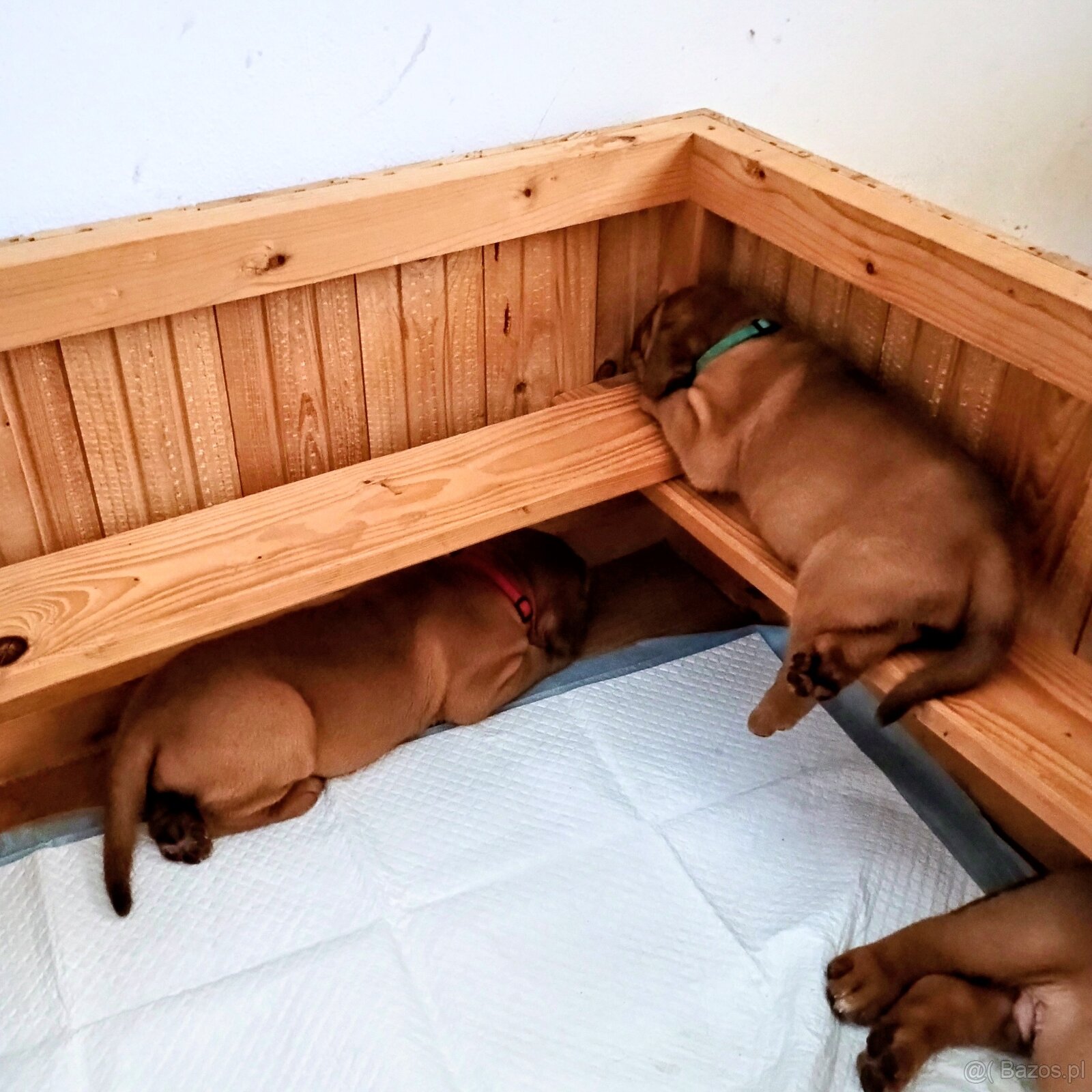 Štěňata bordeauxské dogy s PP - 12