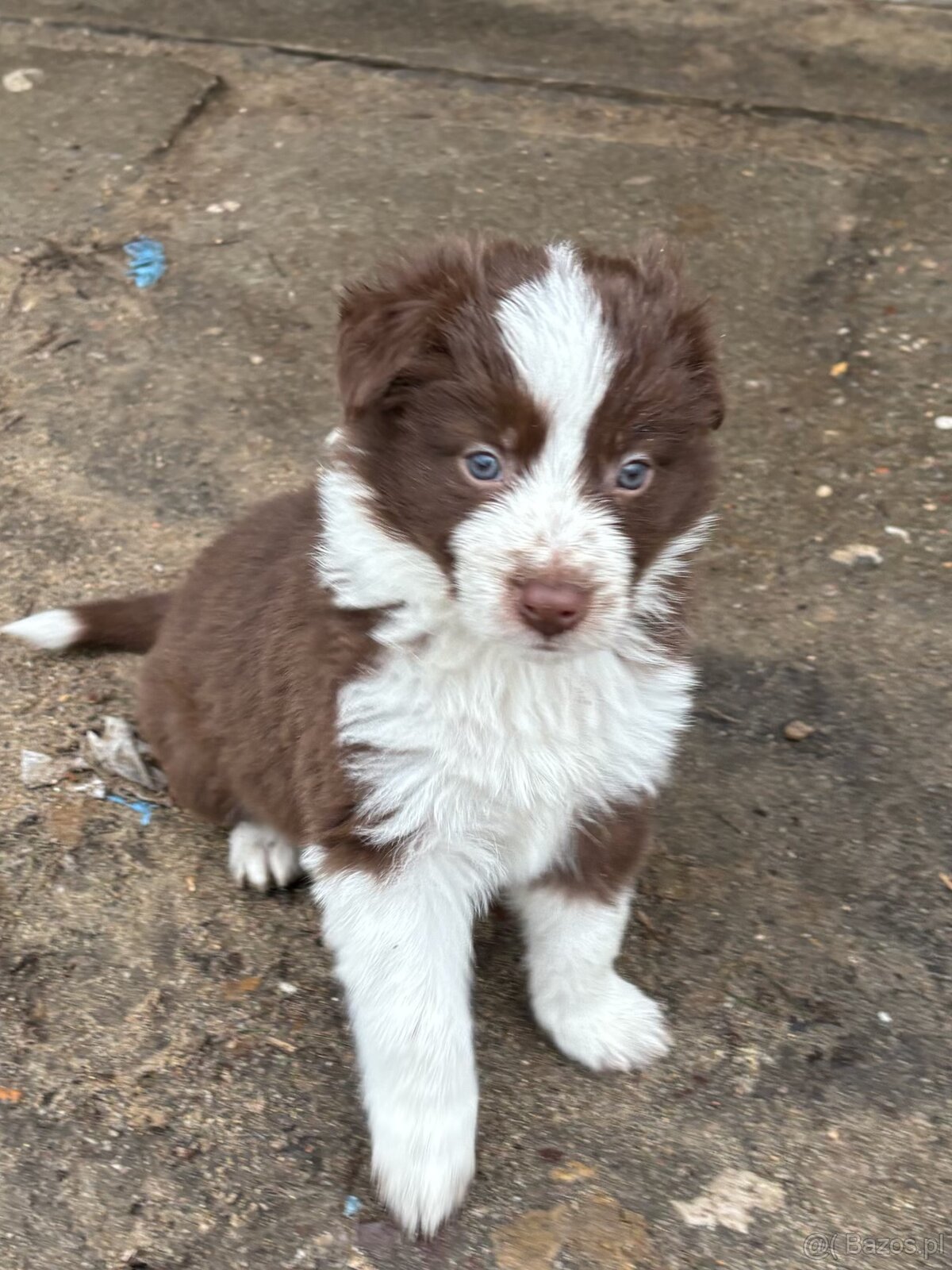 Szczeniaki border collie - 12
