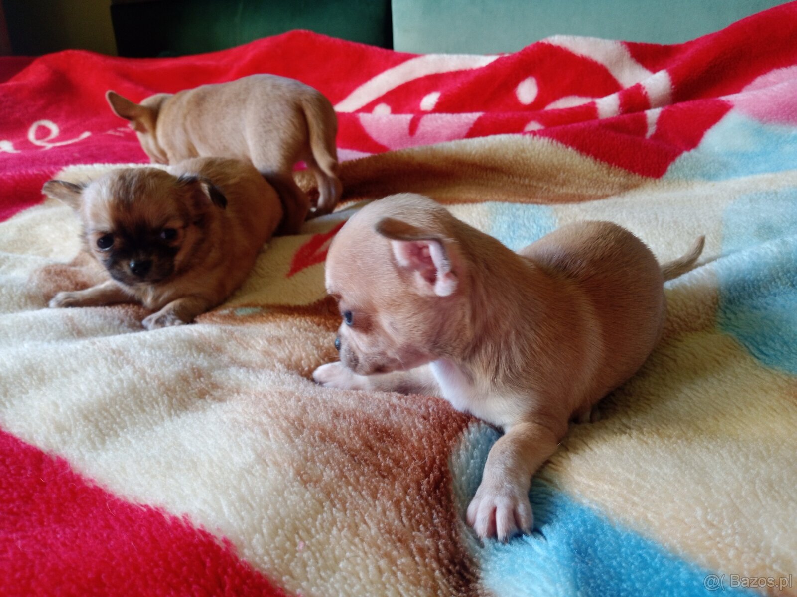 Chihuahua szczenięta - 12