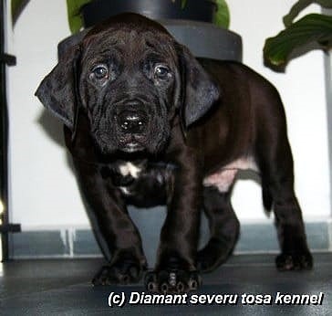 Tosa inu - przyjmujemy rezerwacje na szczenięta wiosna/lato - 12