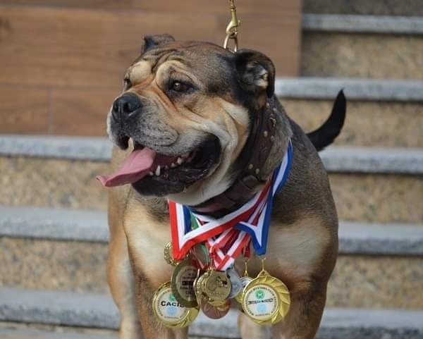 Dog Z Majorki Ca De Bou - 12