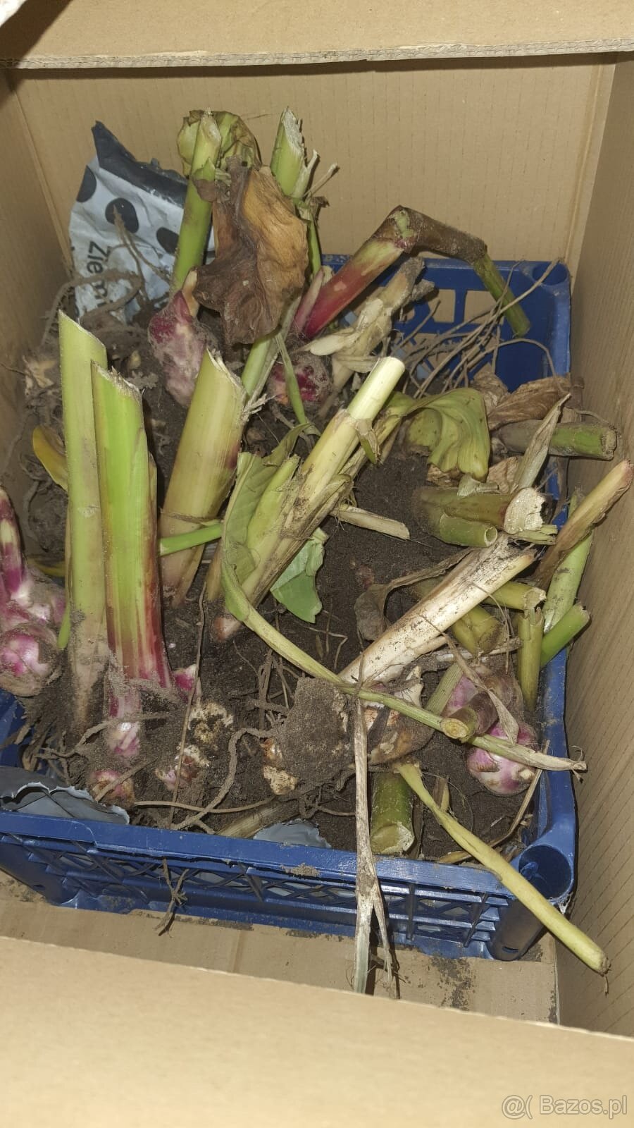 Kanny czerwone świeżo wykopane - 12