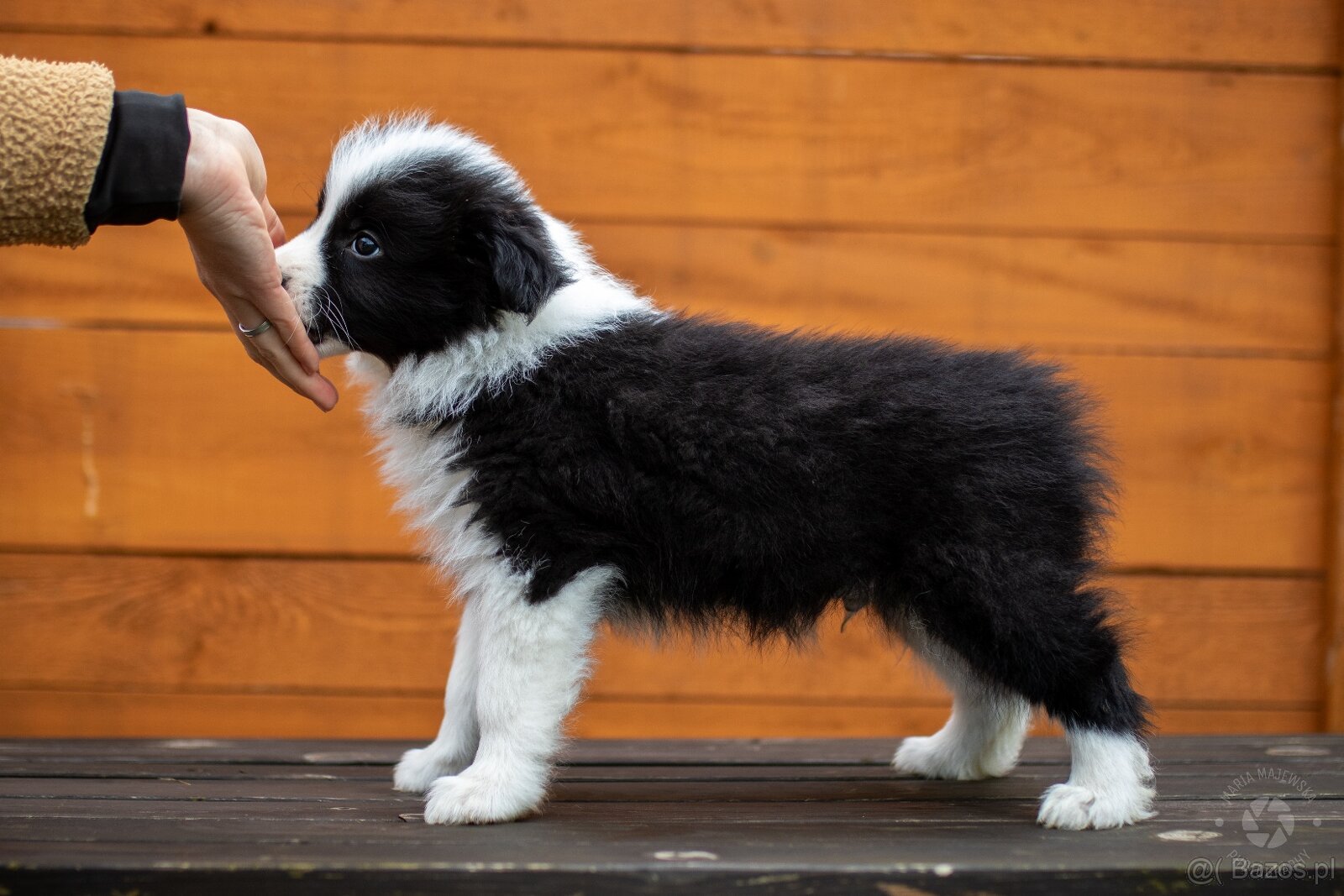 Border collie szczenięta hodowla Anidamara FCI - 12