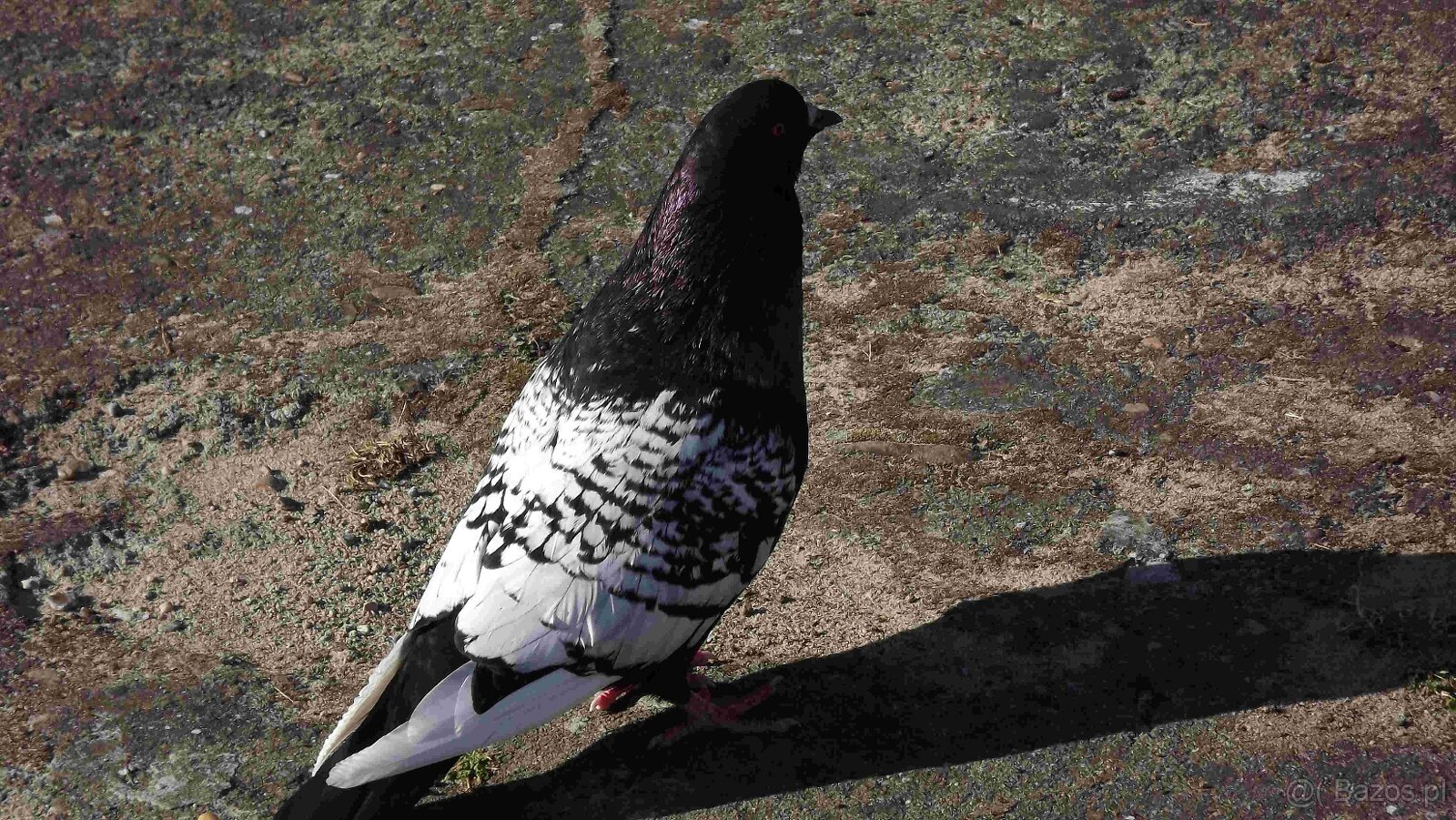 sprzedam gołębie - 12