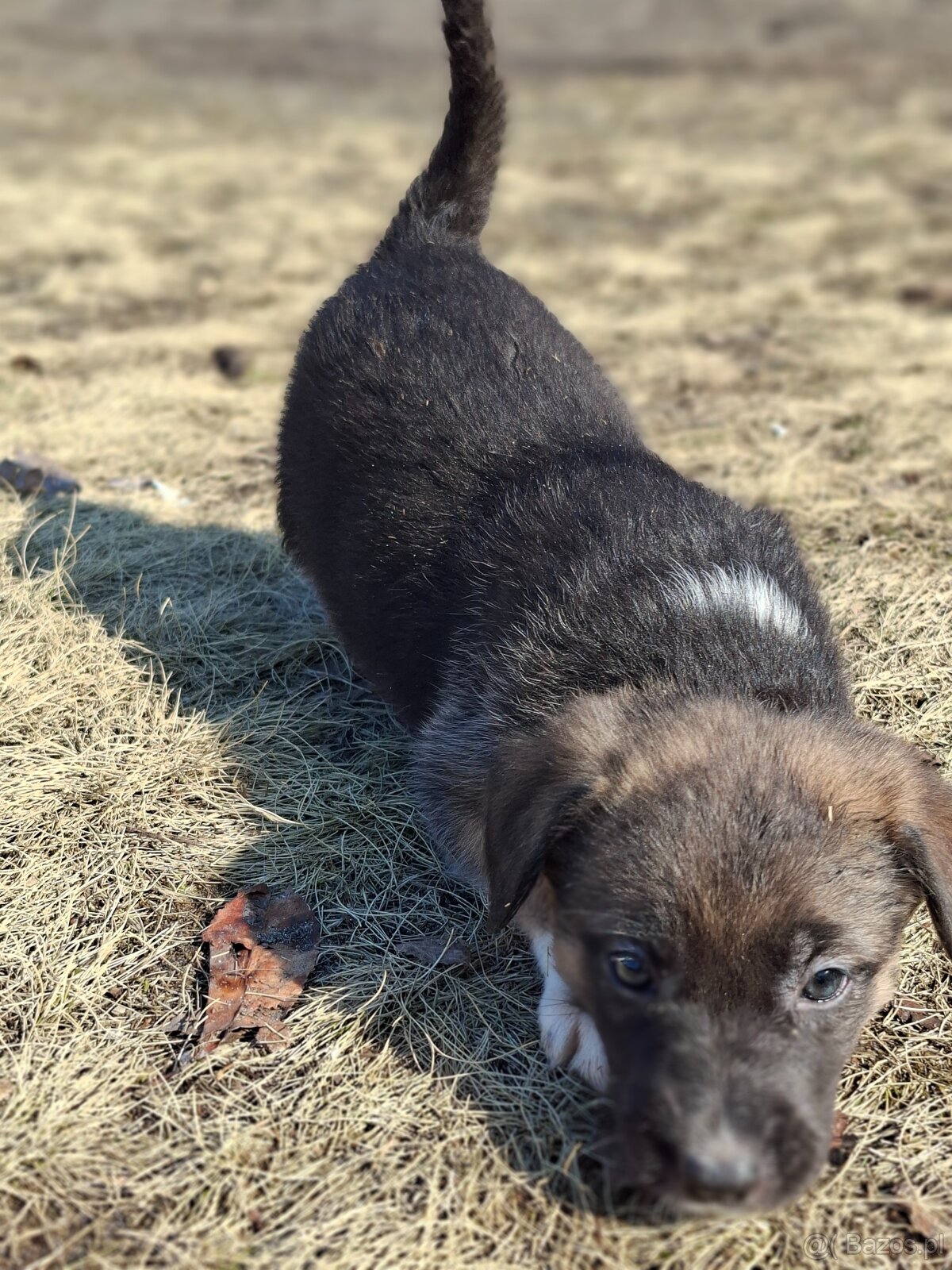 Oddam szczeniaczki za darmo - 12