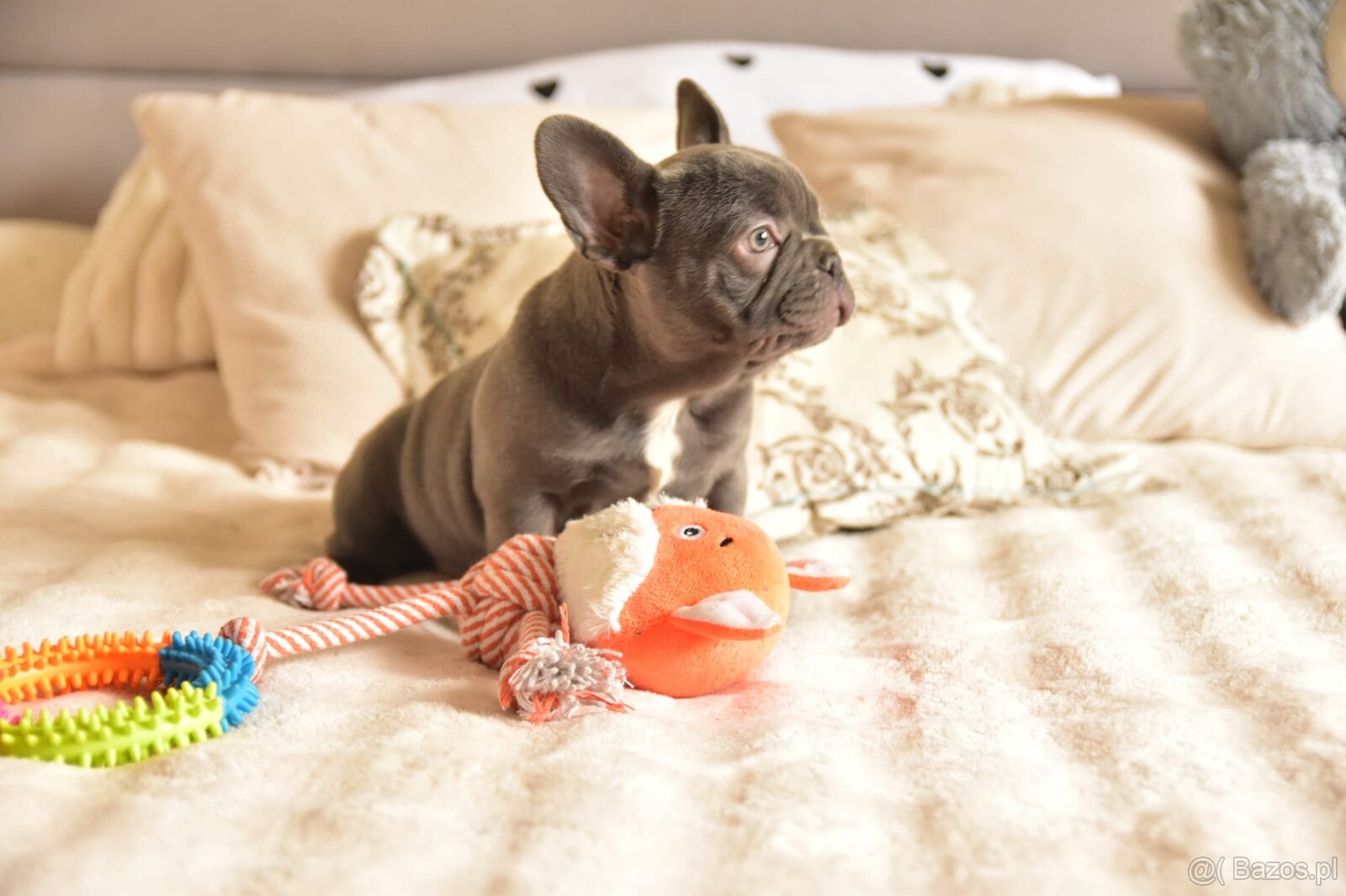 Buldog francuski sunia lilac - 12