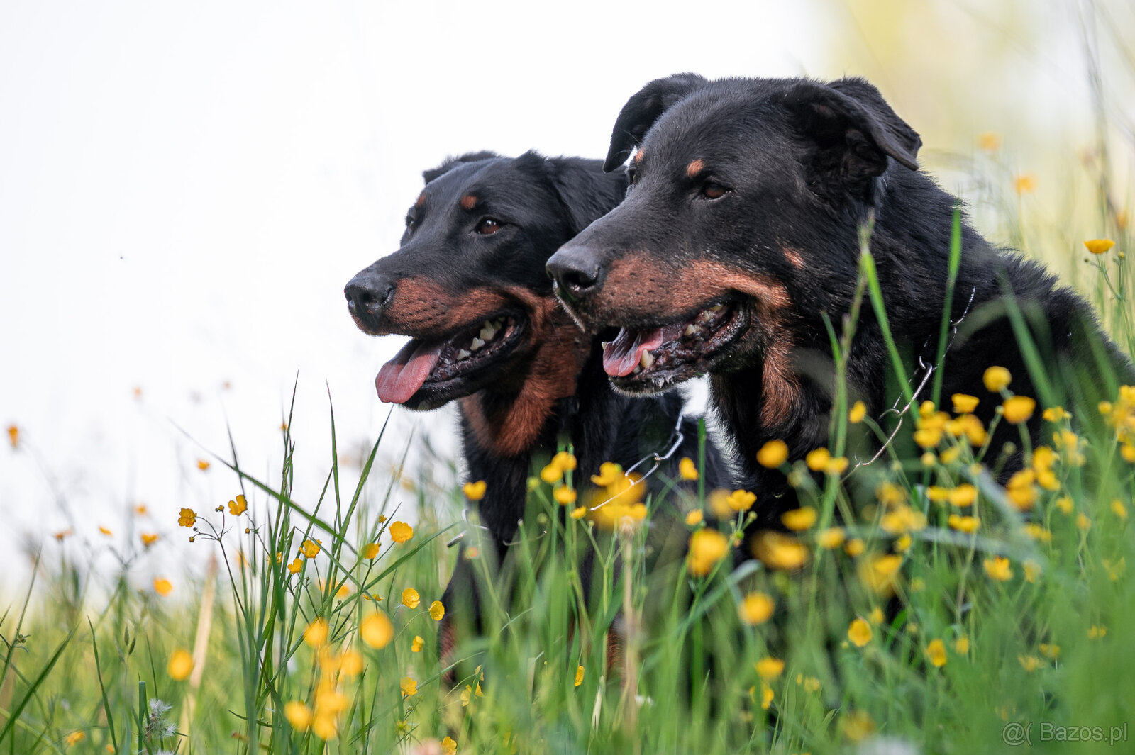 Beauceron - Owczarek francuski z rodowodem - 12