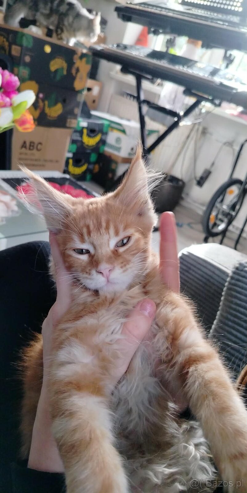 Maine Coon kocięta - 12