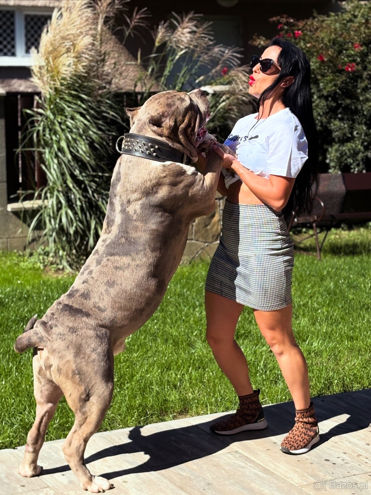 American Bully Xl - 12