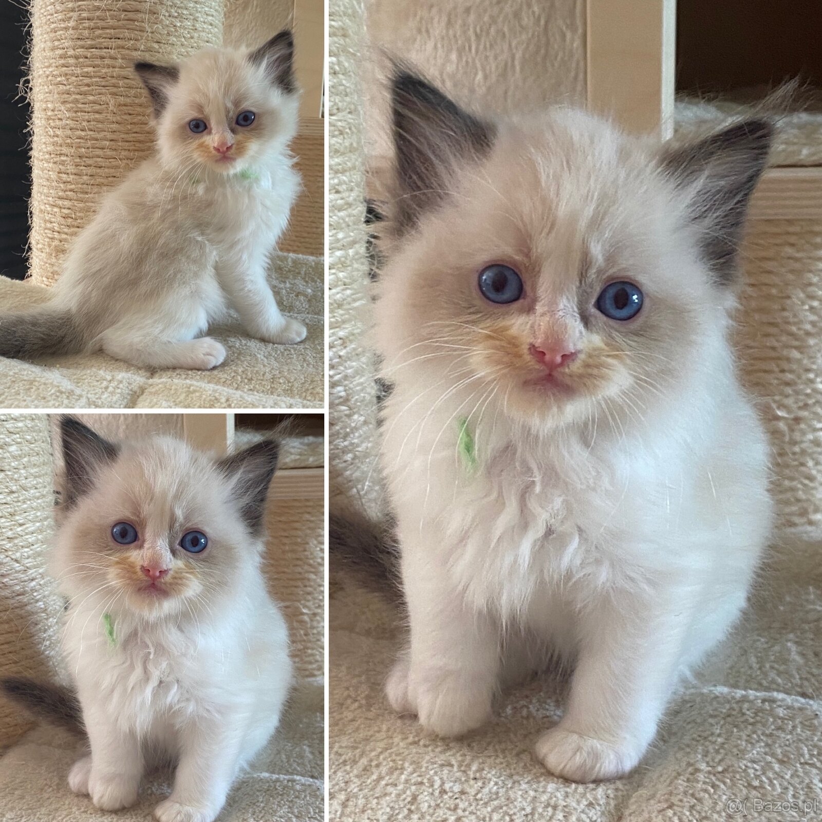 Kotki Ragdoll najspokojniejsza rasa kotów na świecie - 12