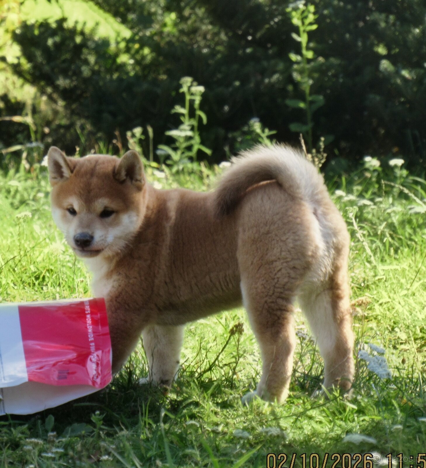 Dwoje szczeniąt Shiba Inu ur.07.08.2026r. - 12