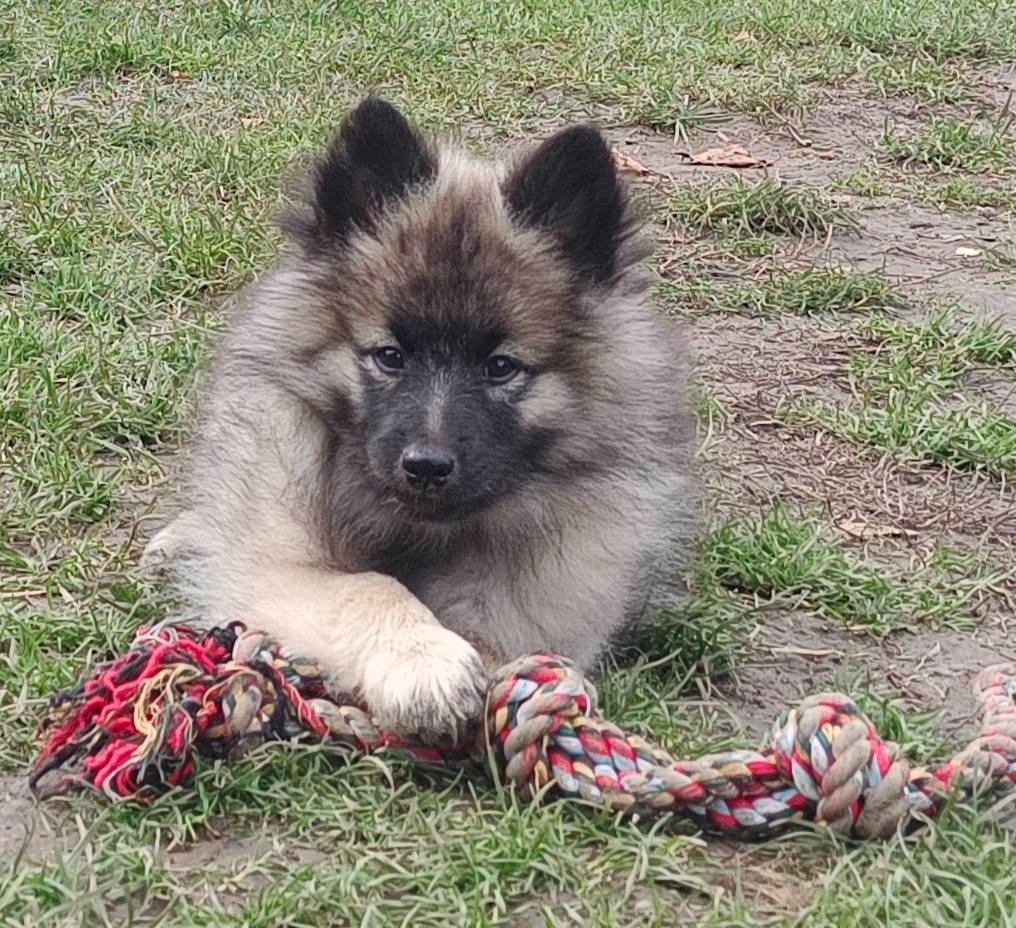 Wilczy szpic / Keeshond polecam rodowodowe szczenieta - 12