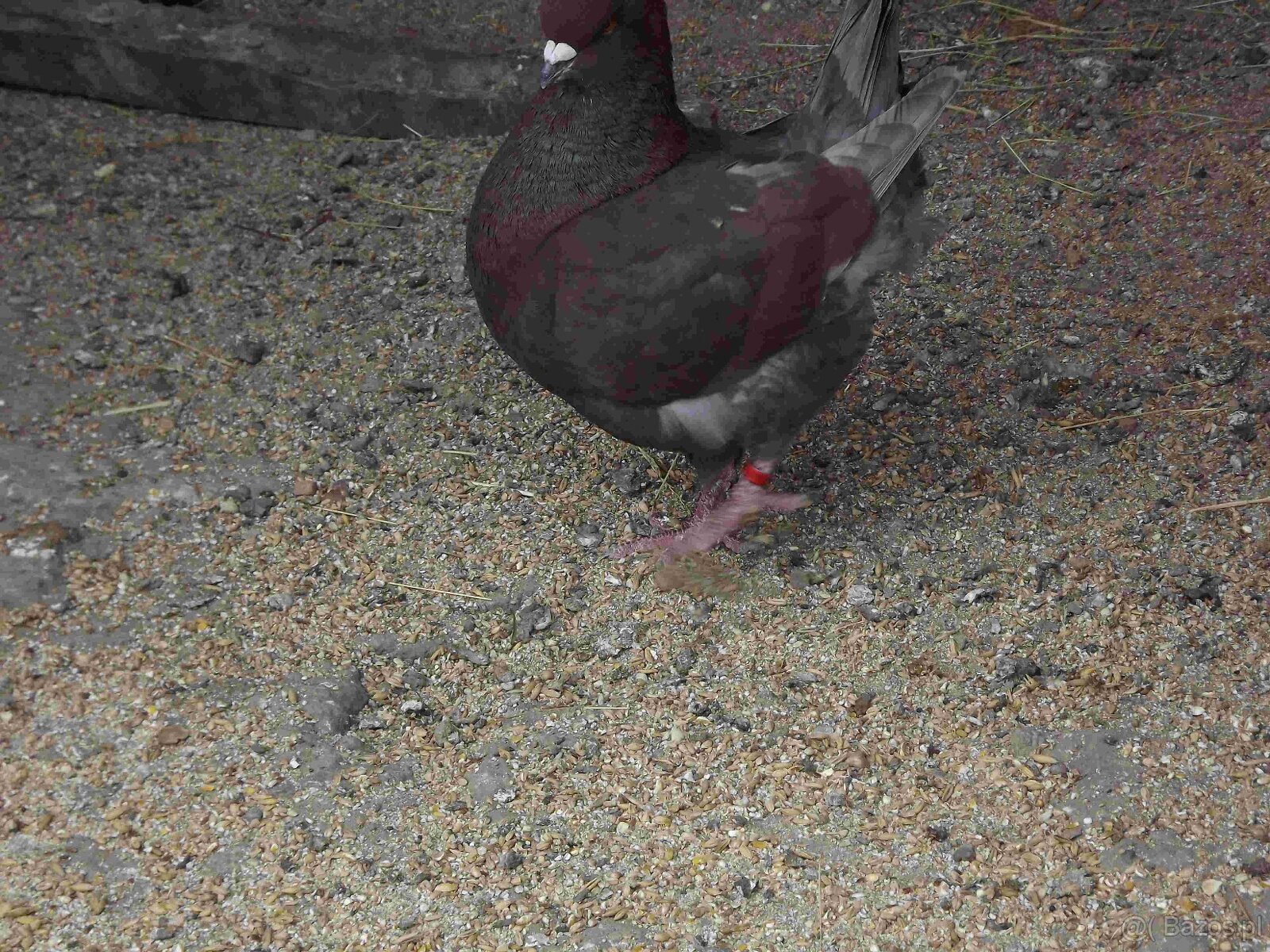 sprzedam gołębie - 12