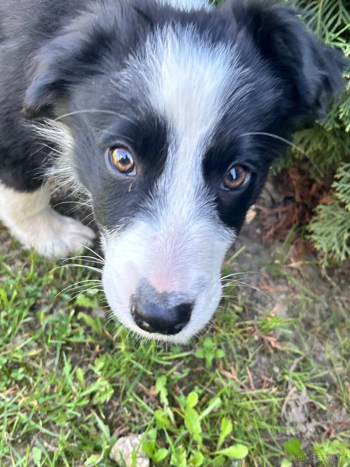 Piesek border collie czarno biały - 12