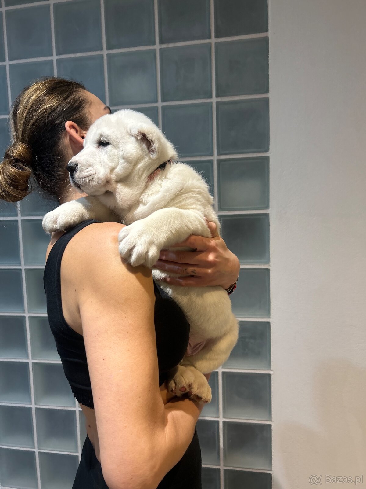 Owczarek środkowoazjatycki alabai - 12