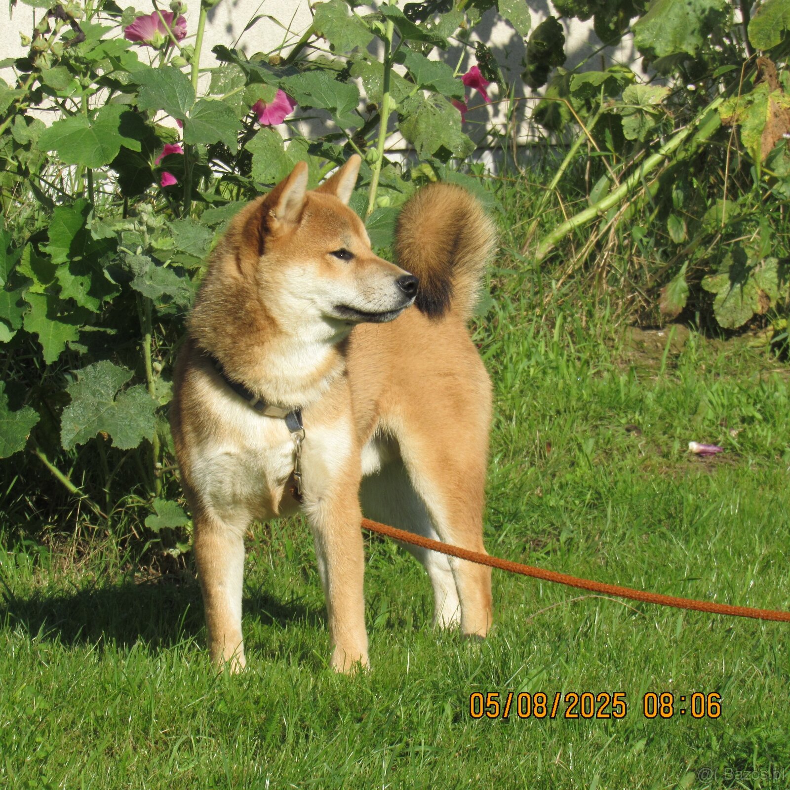 Shiba Inu - najstarszy w miocie czerwony piesek - 12