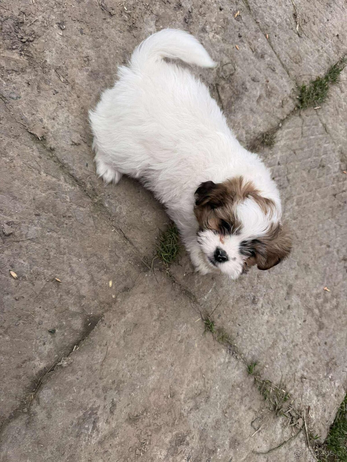 Szczeniaki shih tzu - 12