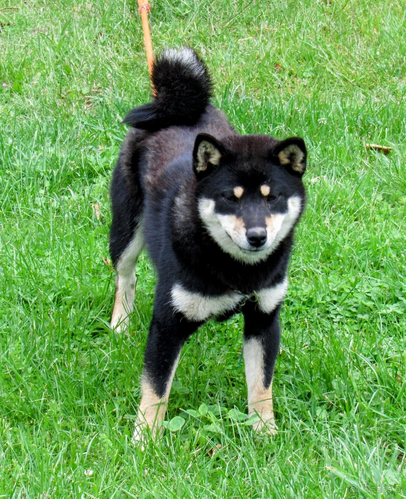 Shiba Inu, roczna suczka, czarna-podpalana - 12