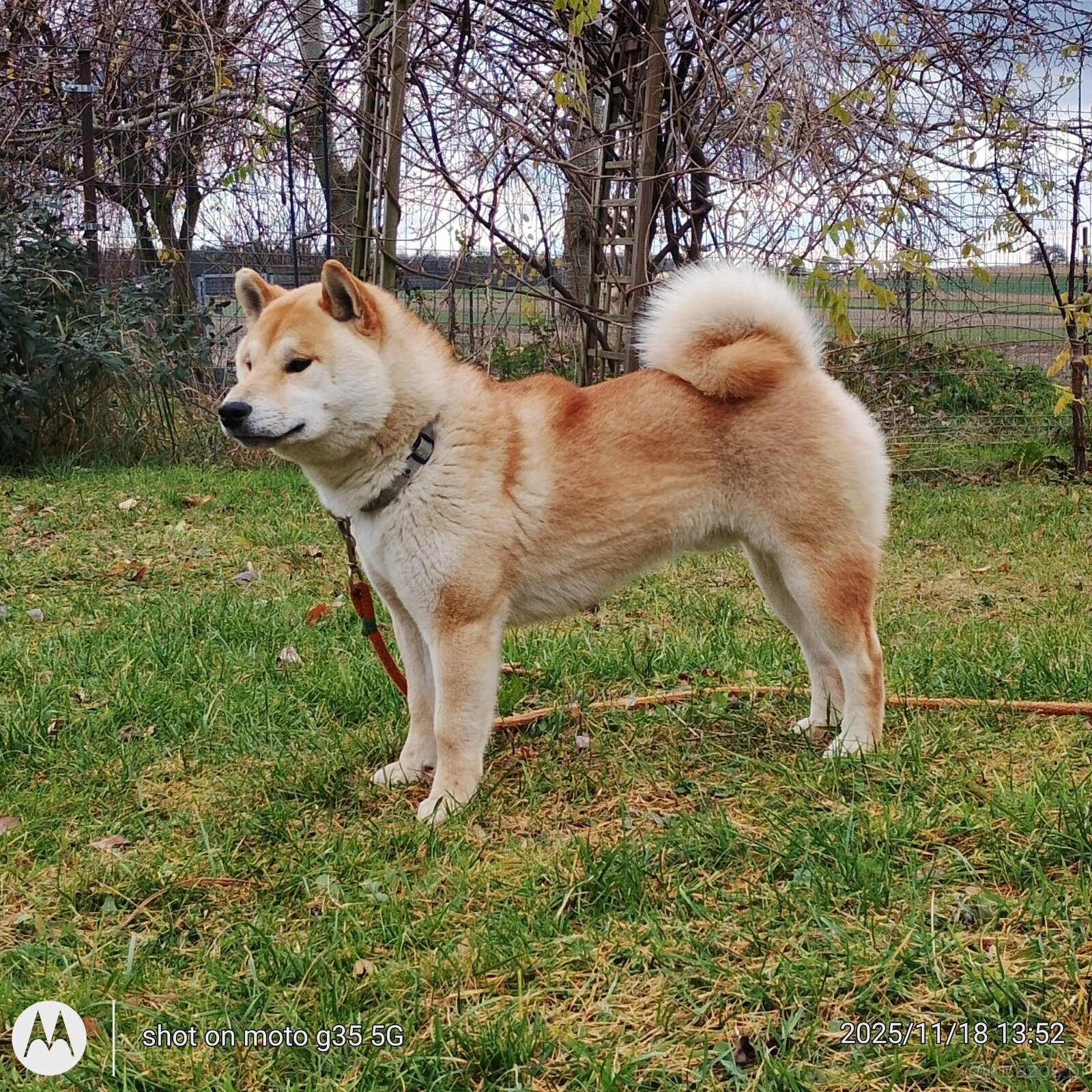 Shiba Inu czerwony sympatyczny piesek - 12