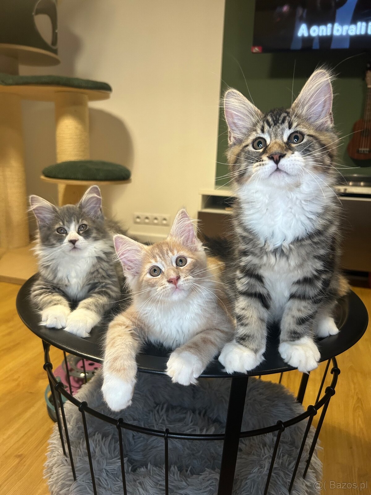 Maine Coon - 12