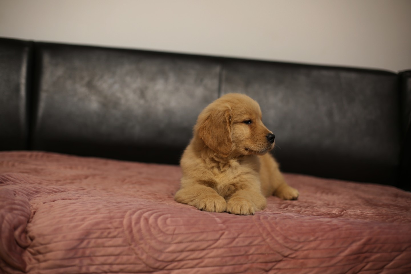 GOLDEN RETRIEVER-złote, ZKwP/FCI, typ amerykański - 12