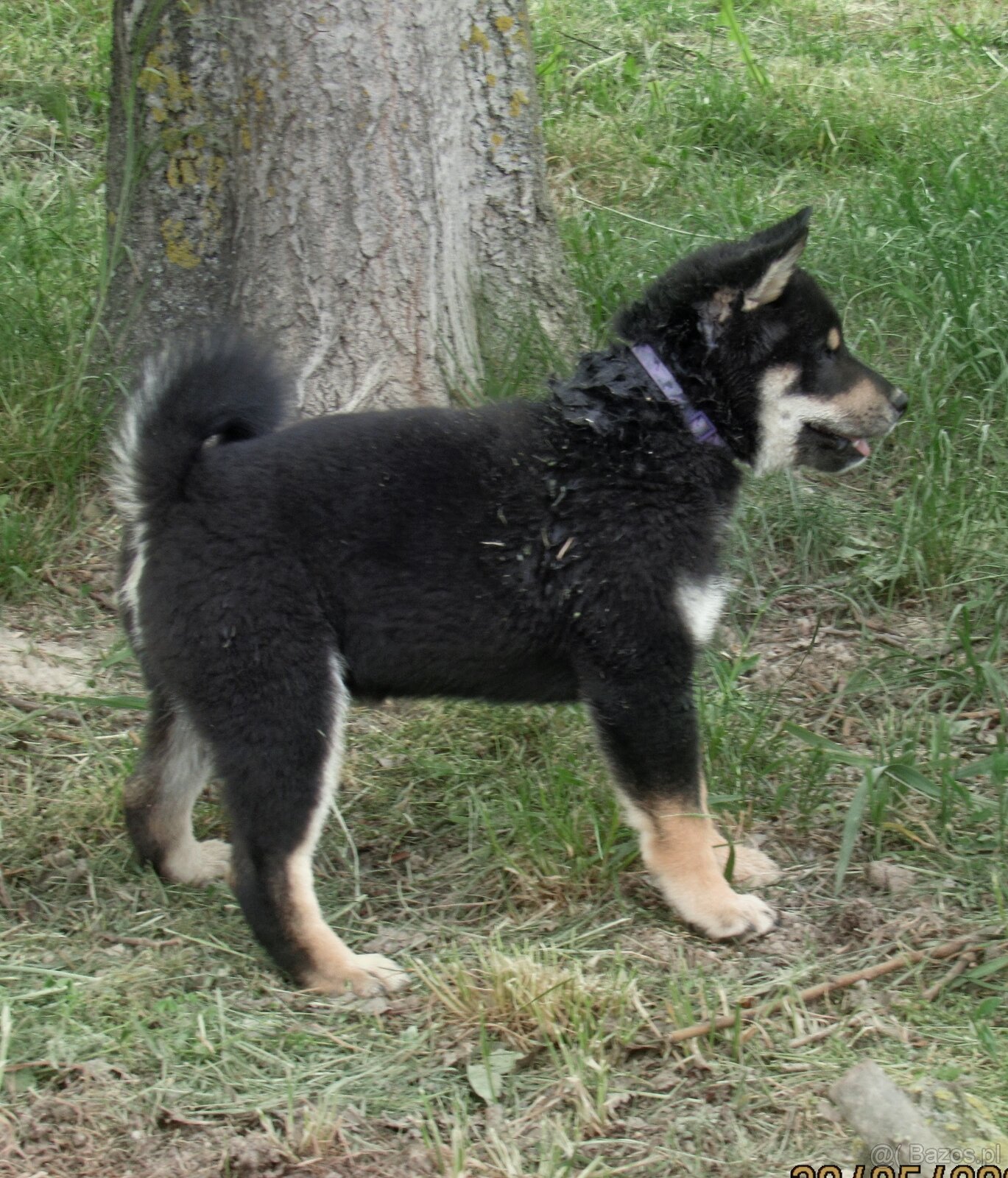 SHIBA INU czteromiesięczny szczeniaczek - 12