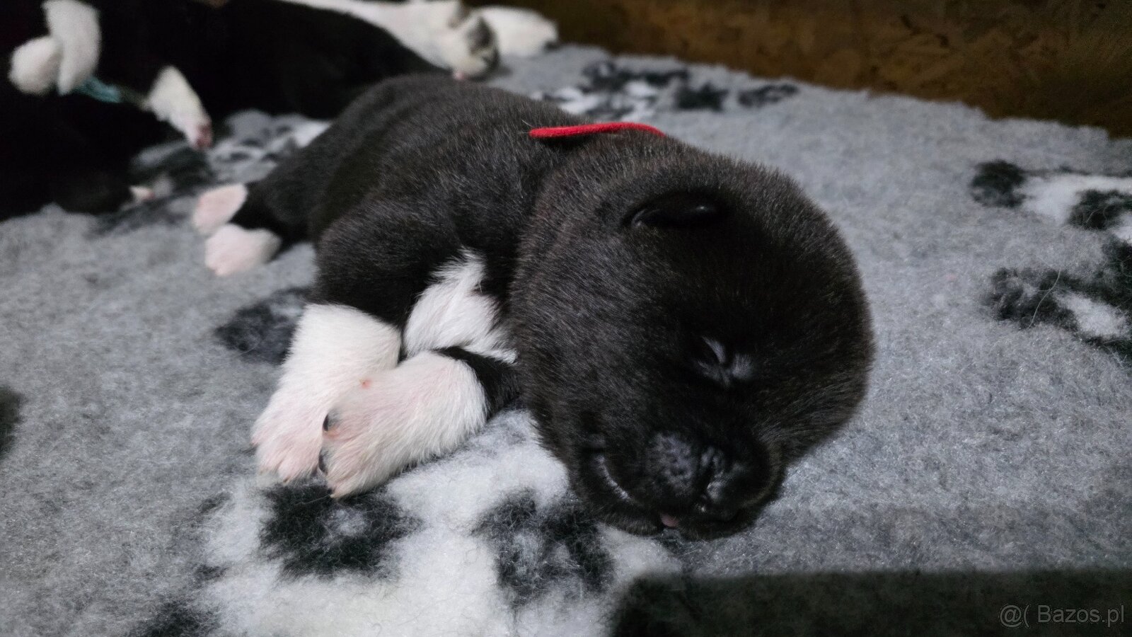 Akita amerykańska - 12