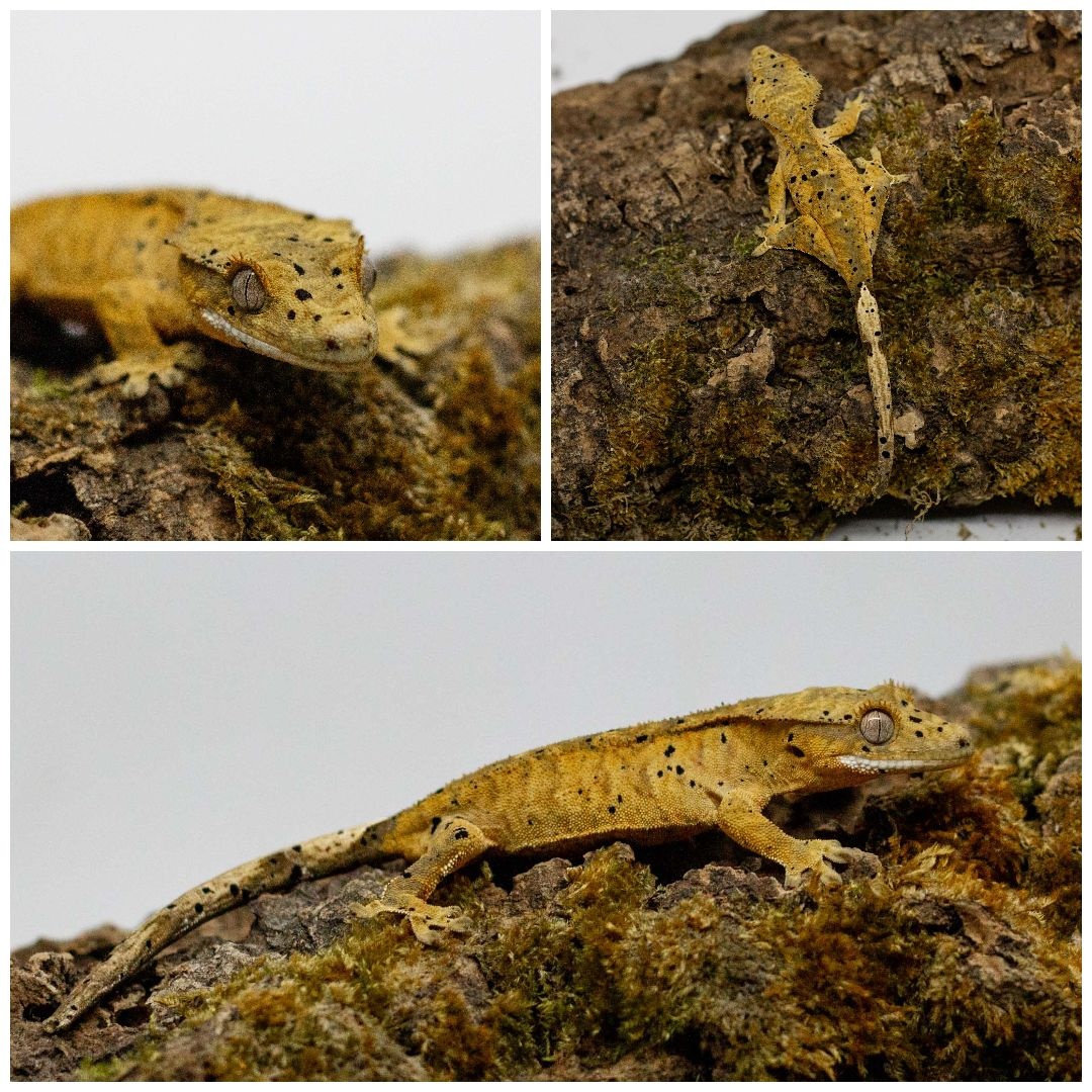 Gekony orzęsione (ciliatus) + akcesoria GeckoSVK - 12