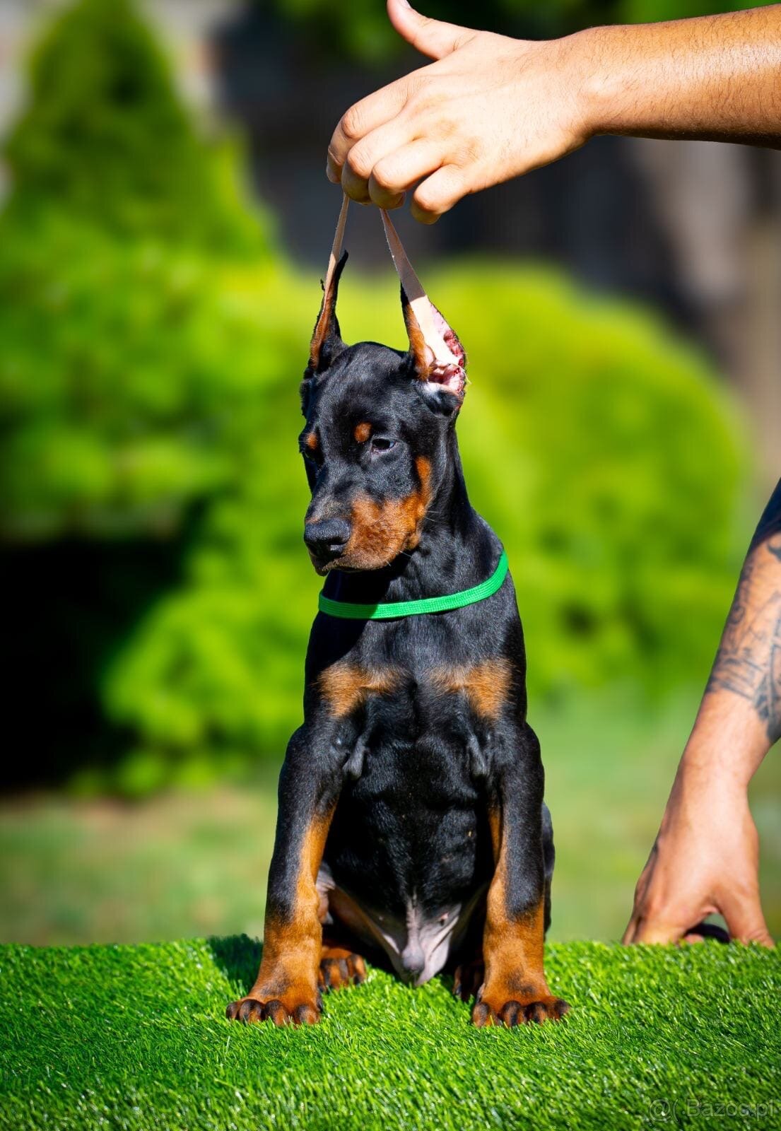 KUPIOWANE SZCZENIĘTA DOBERMANA Z RODOWODEM FCI - 12