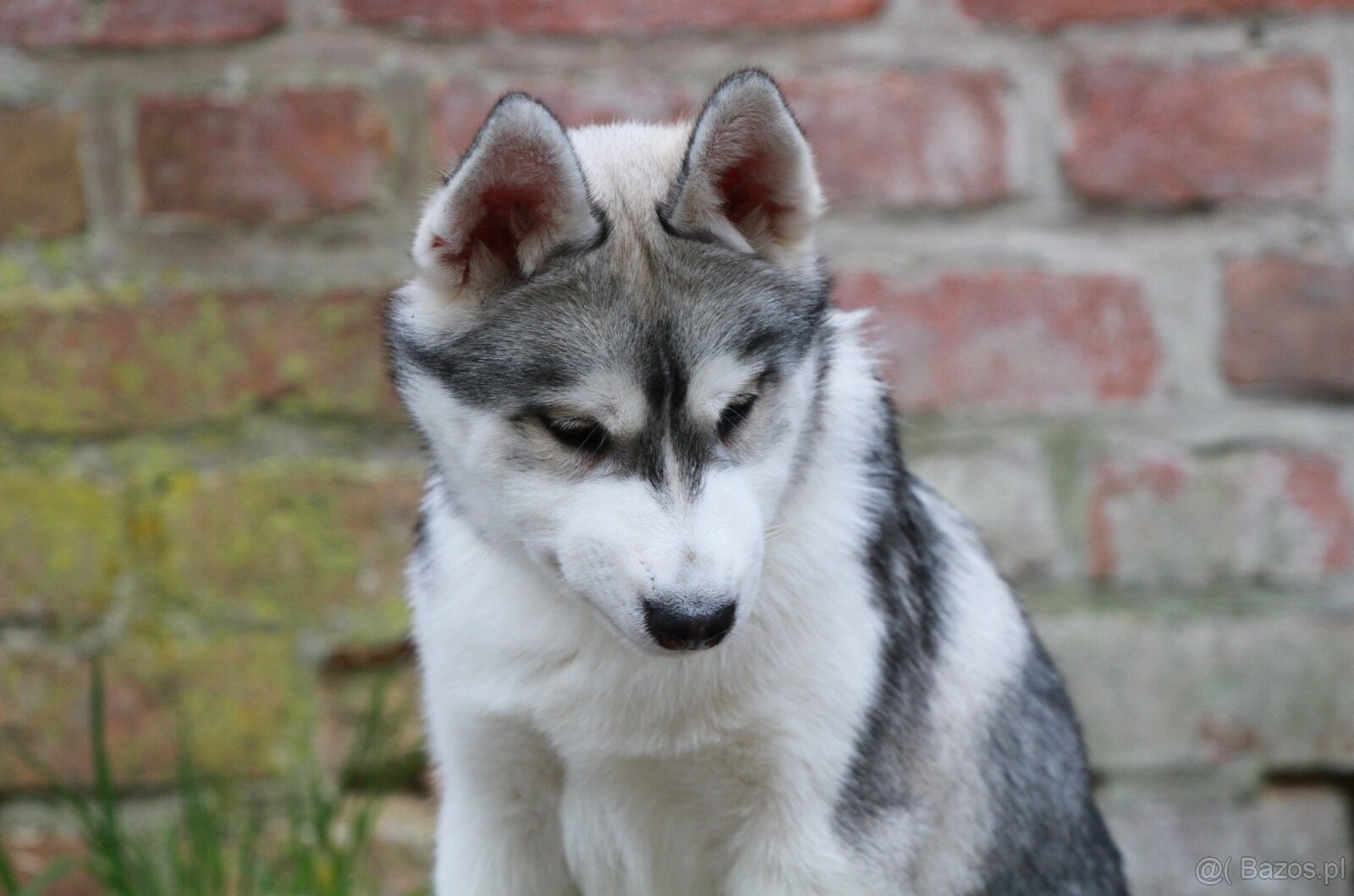 Siberian Husky ZKwP - 12