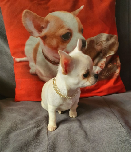 Chihuahua śliczne białe pieski - 12