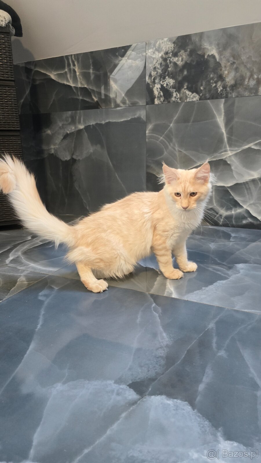 Maine coon - 12