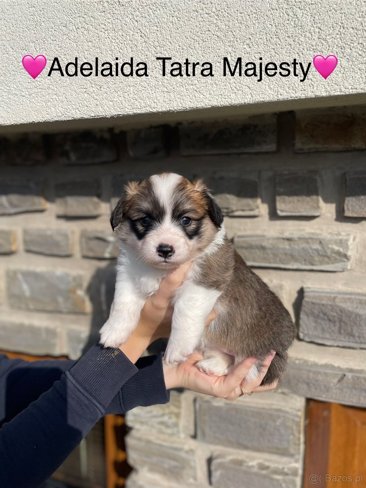 Szczenięta Welsh Corgi Pembroke - Tatra Majesty - 12