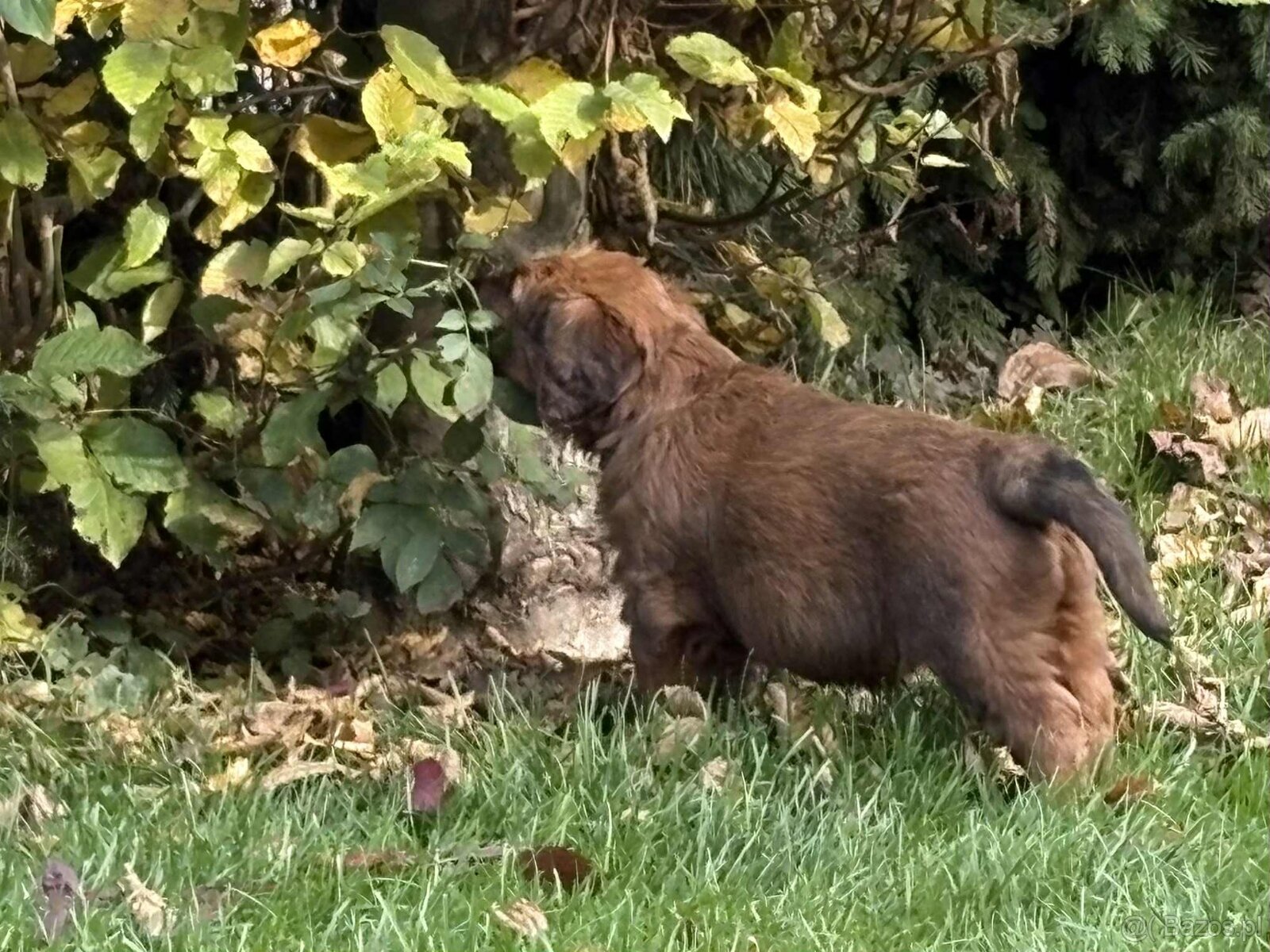 Briard szczeniak suczki - 12