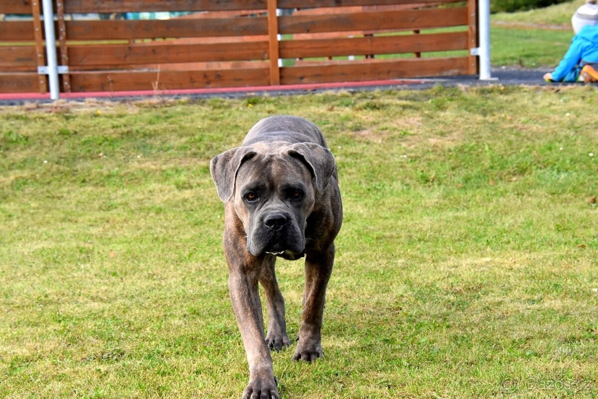 Cane Corso z rodowodem FCI - 12