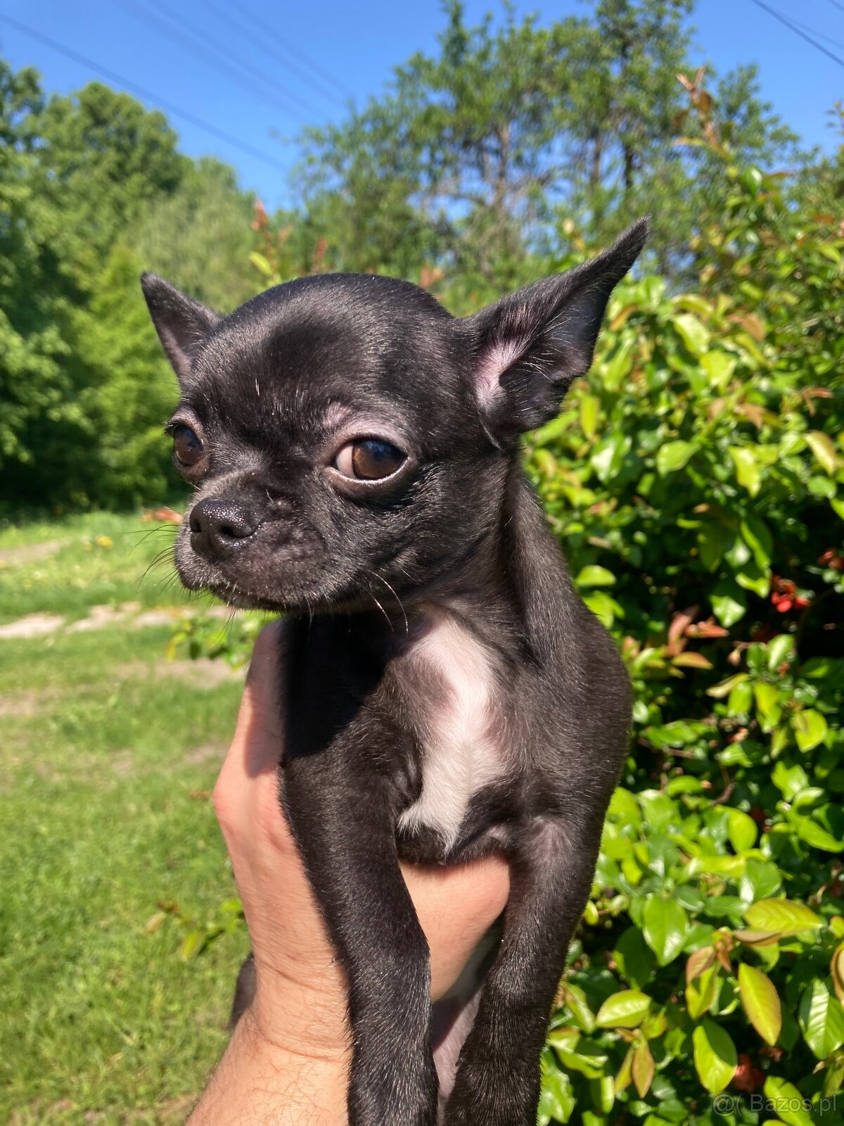 Chihuahua piesek - 12