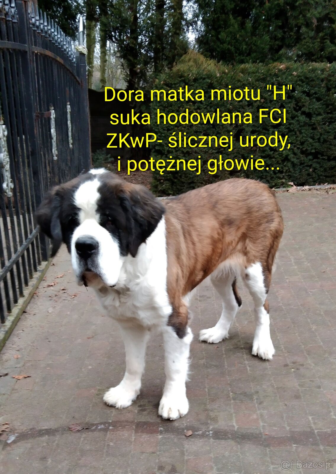 Bernardyn FCI szczeniak dziewczynka - 12