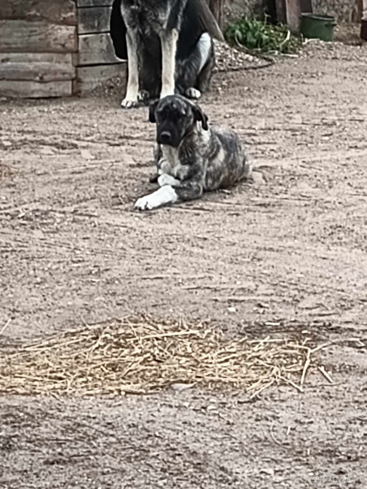 Bandog,kangal,Dog argentyński - 12