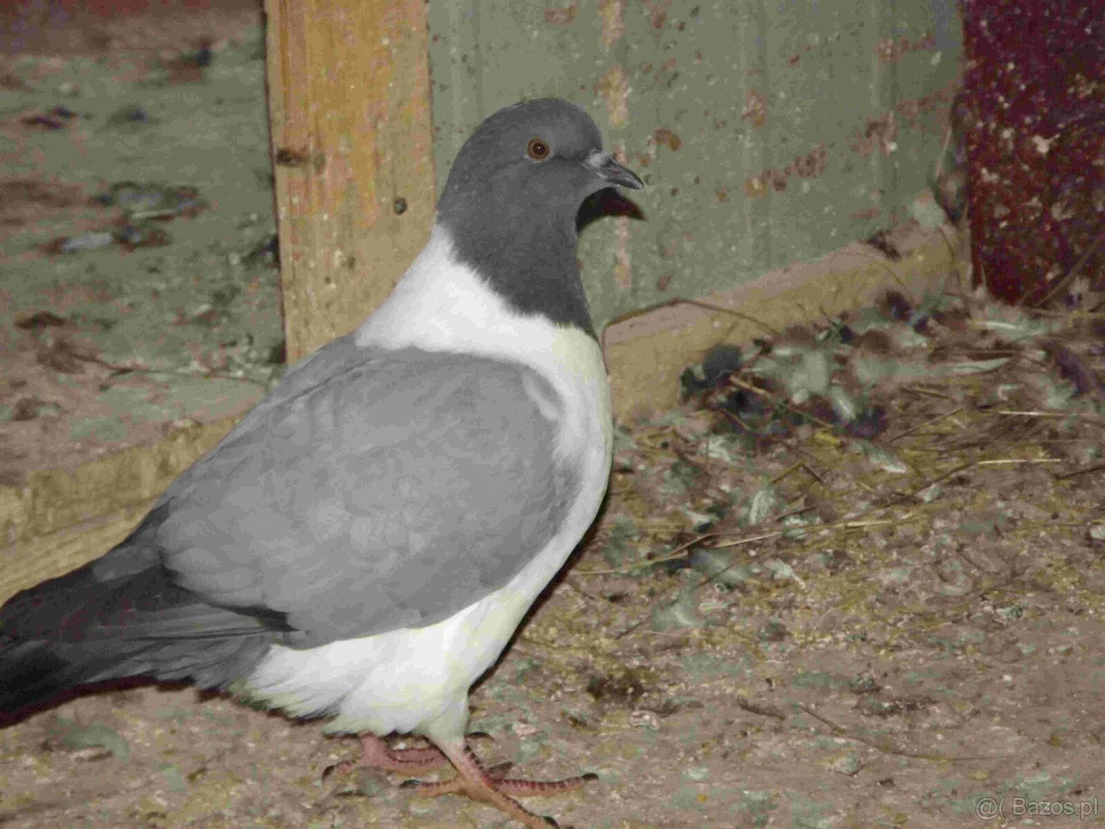 sprzedam gołębie - 12