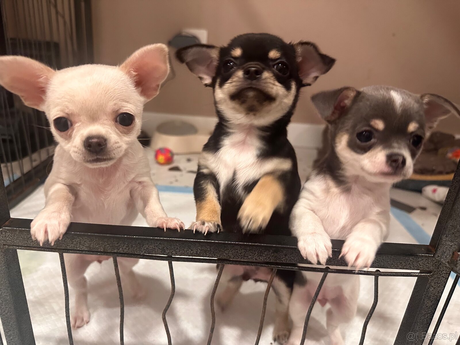 Szczeniaki rasy chihuahua 7tyg - 12