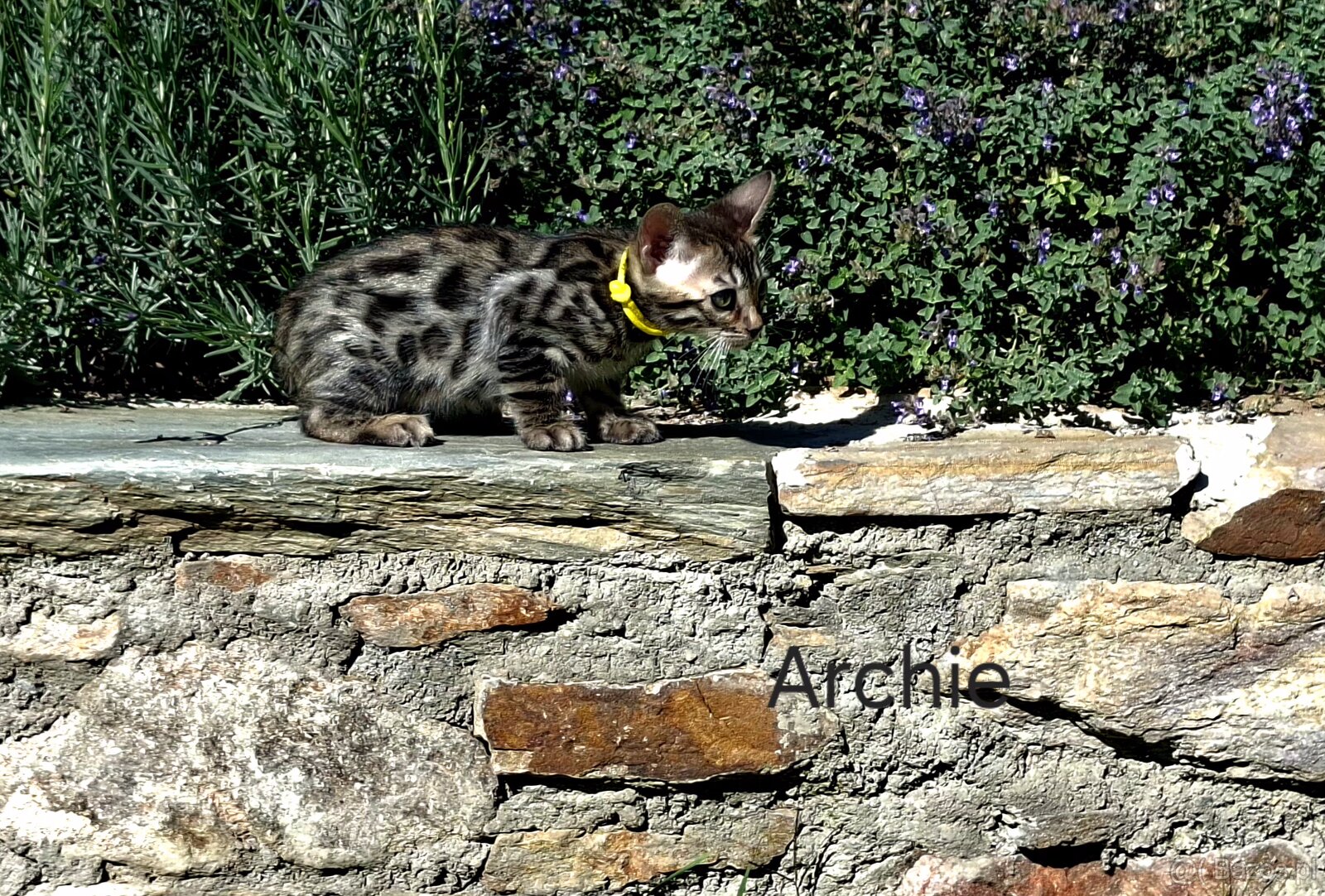 OUR BENGAL KITTENS WITH PEDIGREE CERTIFICATES - 12