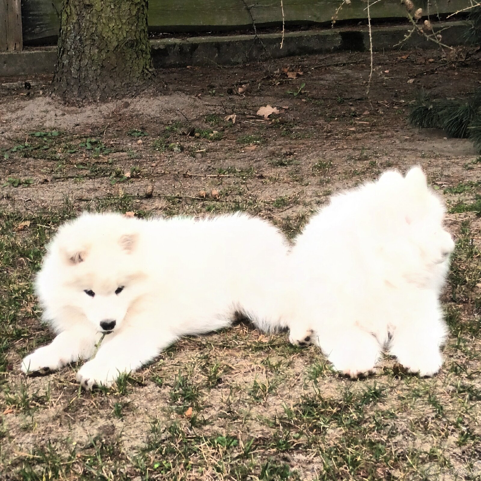 SAMOJED szczenięta - 12